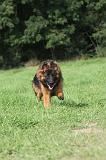 BERGER ALLEMAND 026